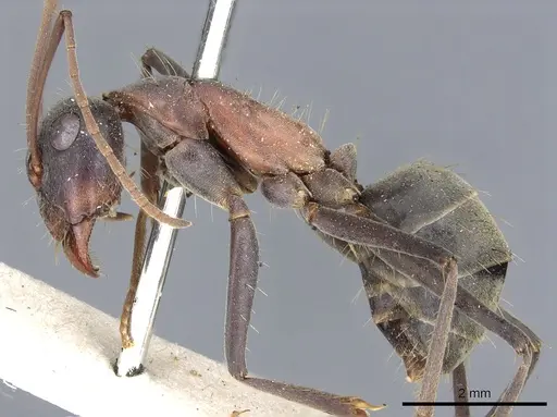 Camponotus wiederkehri - CASENT0903541