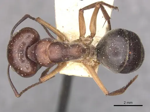 Camponotus wiederkehri - CASENT0910297