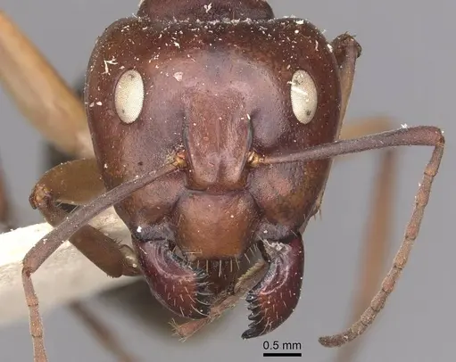 Camponotus wiederkehri - CASENT0910297