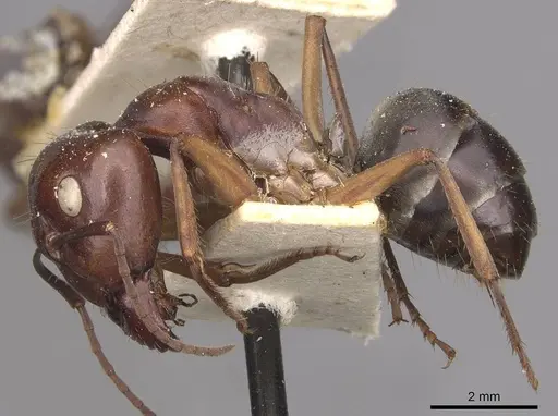 Camponotus wiederkehri - CASENT0910297