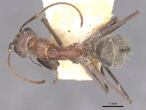 Camponotus wiederkehri - CASENT0910298