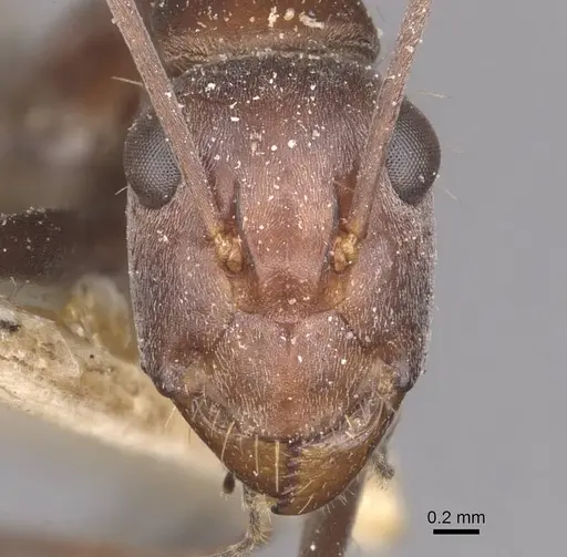 Camponotus wiederkehri - CASENT0910298