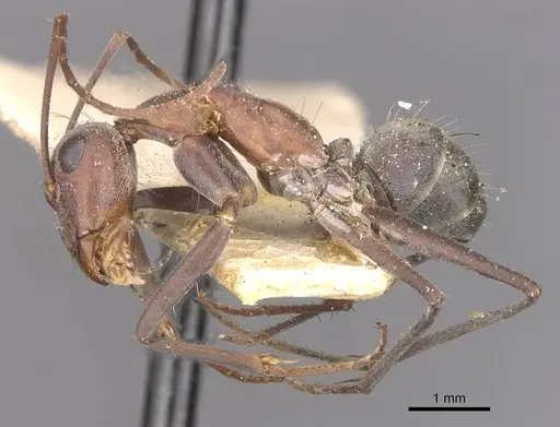 Camponotus wiederkehri - CASENT0910298