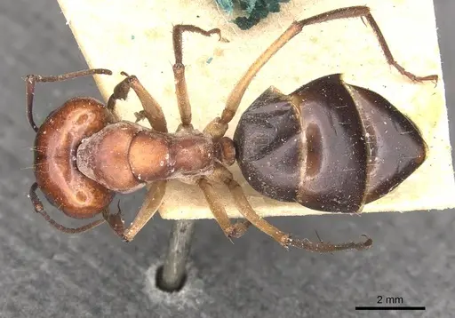 Camponotus wiederkehri - CASENT0910299