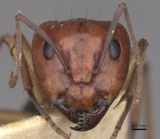 Camponotus wiederkehri - CASENT0910299