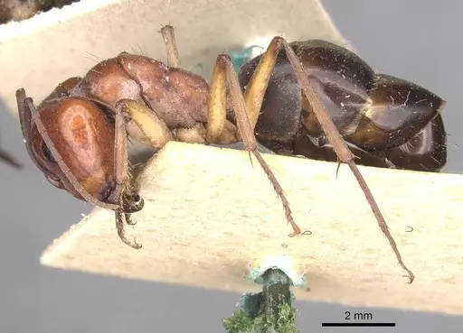 Camponotus wiederkehri - CASENT0910299