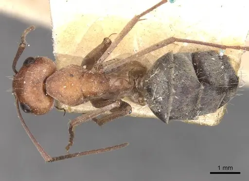 Camponotus wiederkehri - CASENT0910300