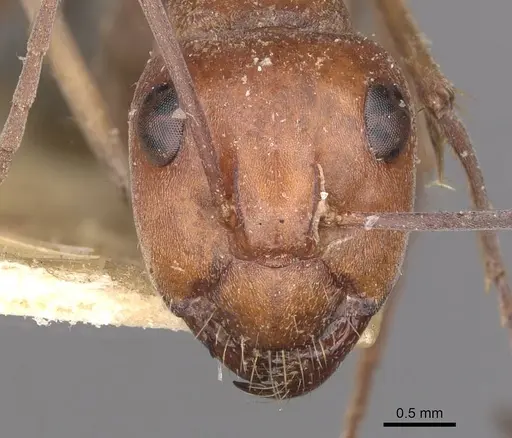 Camponotus wiederkehri - CASENT0910300