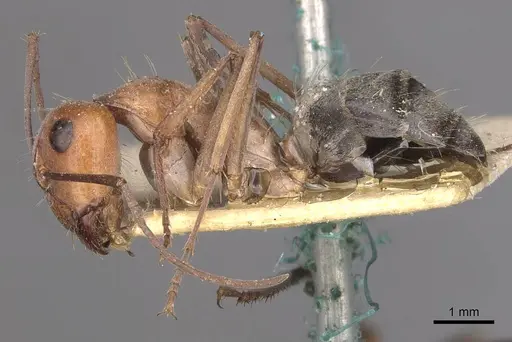 Camponotus wiederkehri - CASENT0910300