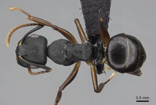 Camponotus wolfi specimen