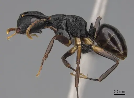 Camponotus wolfi specimen