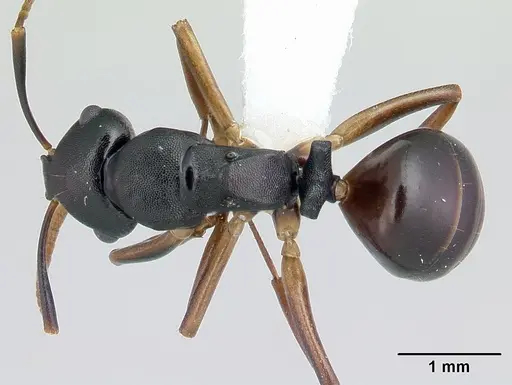 Camponotus wolfi - CASENT0178250