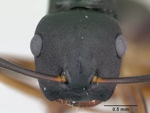 Camponotus wolfi - CASENT0178250