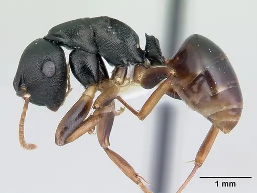 Camponotus wolfi - CASENT0178250