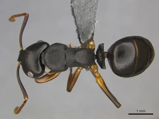 Camponotus wolfi - CASENT0250080