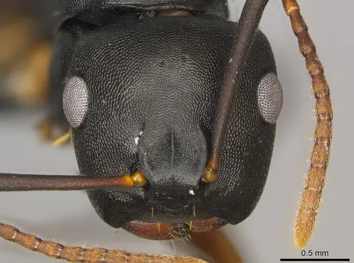 Camponotus wolfi - CASENT0250080