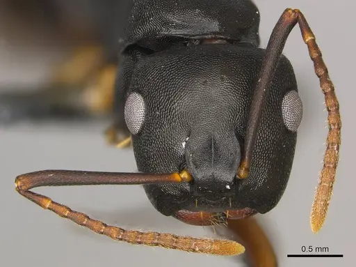 Camponotus wolfi - CASENT0250080