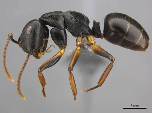 Camponotus wolfi - CASENT0250080
