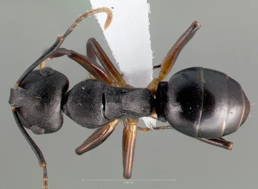 Camponotus wolfi - CASENT0403556