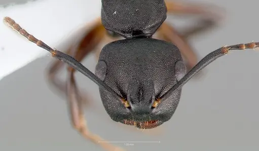 Camponotus wolfi - CASENT0403556