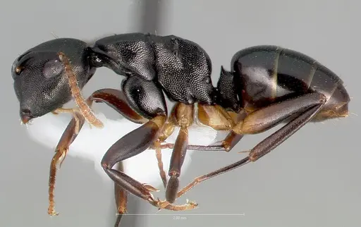 Camponotus wolfi - CASENT0403556