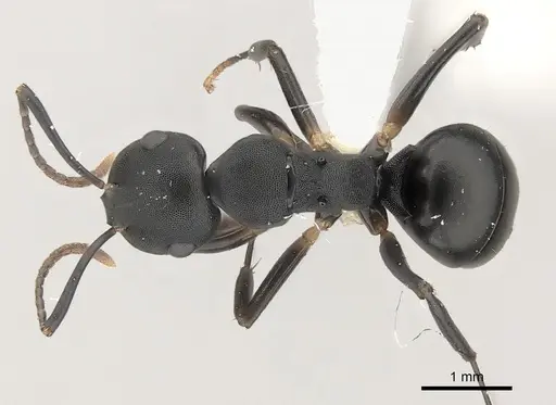 Camponotus wolfi - CASENT0415257
