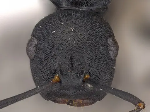 Camponotus wolfi - CASENT0415257