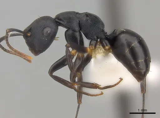 Camponotus wolfi - CASENT0415257