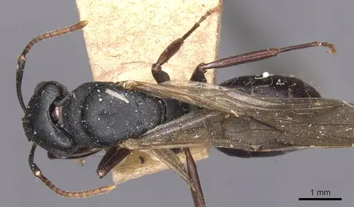 Camponotus wolfi - CASENT0905184