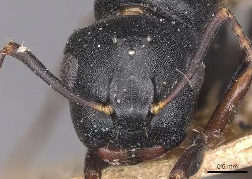 Camponotus wolfi - CASENT0905184