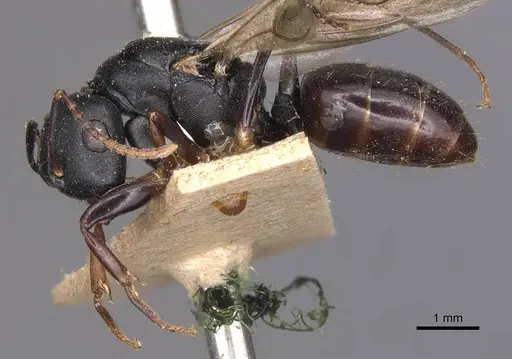 Camponotus wolfi - CASENT0905184