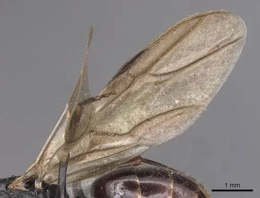 Camponotus wolfi - CASENT0905184