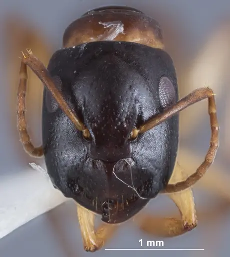 Camponotus woodroffeensis specimen