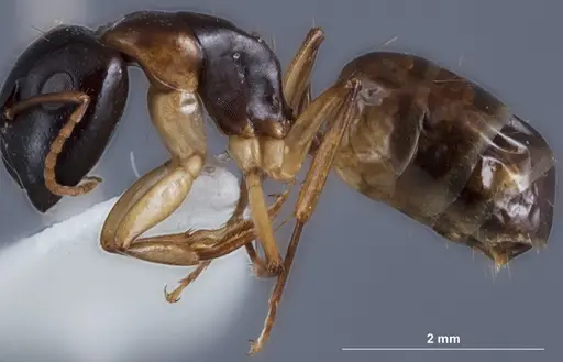 Camponotus woodroffeensis specimen