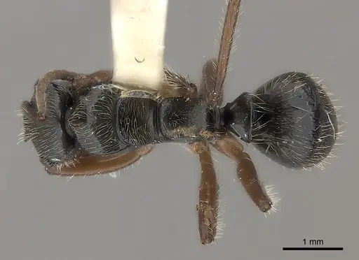 Camponotus wytsmani specimen