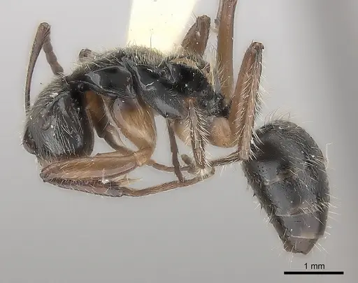 Camponotus wytsmani specimen