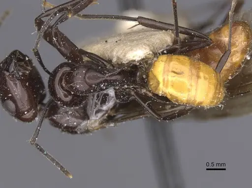 Camponotus xanthogaster specimen
