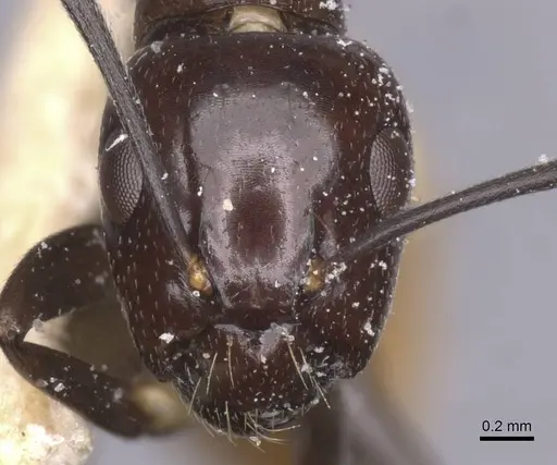 Camponotus xanthogaster specimen