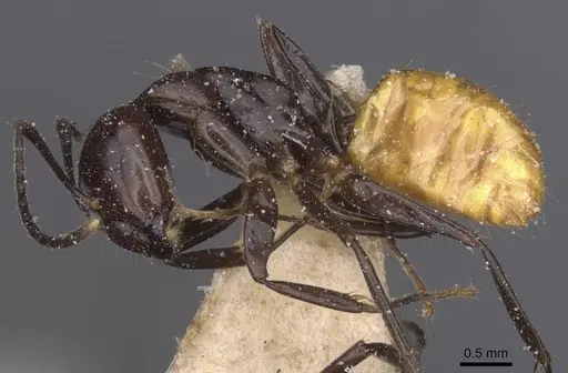 Camponotus xanthogaster specimen