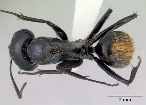 Camponotus xanthopilus specimen