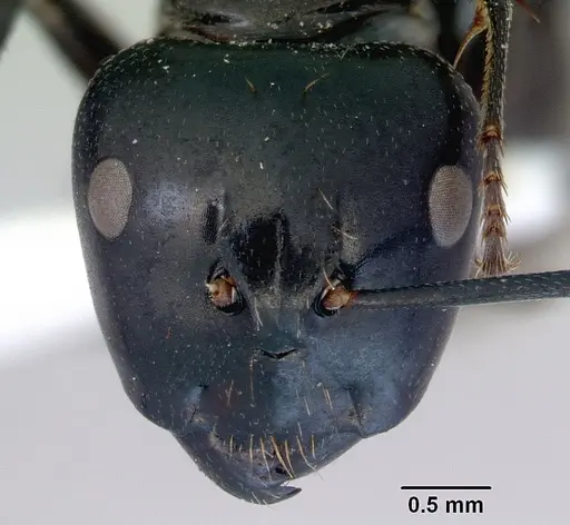 Camponotus xanthopilus specimen