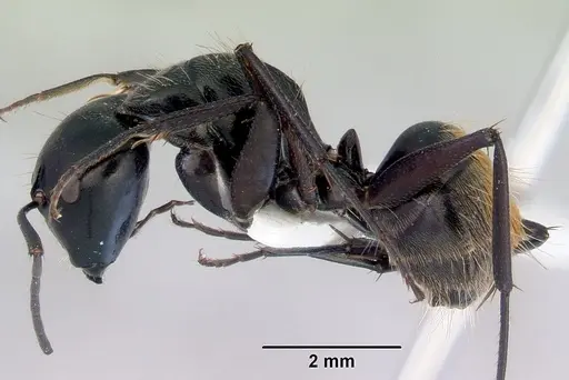 Camponotus xanthopilus specimen