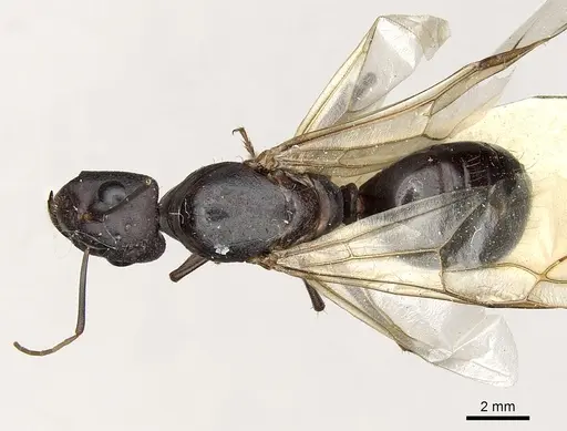 Camponotus xerxes specimen