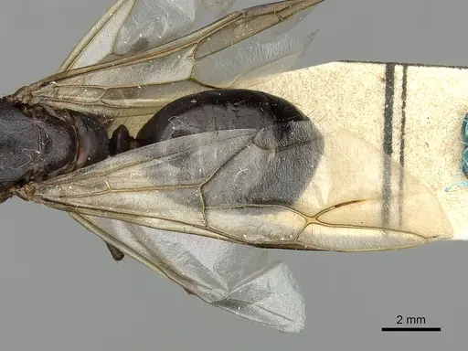 Camponotus xerxes specimen
