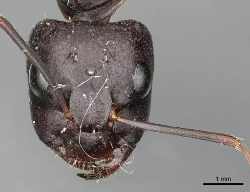 Camponotus xerxes specimen