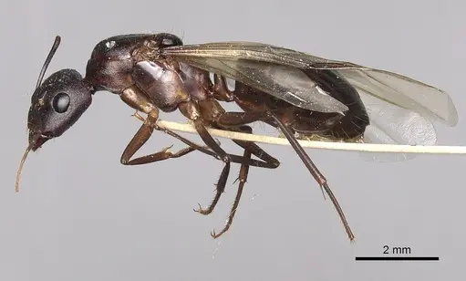 Camponotus xerxes - CASENT0249901