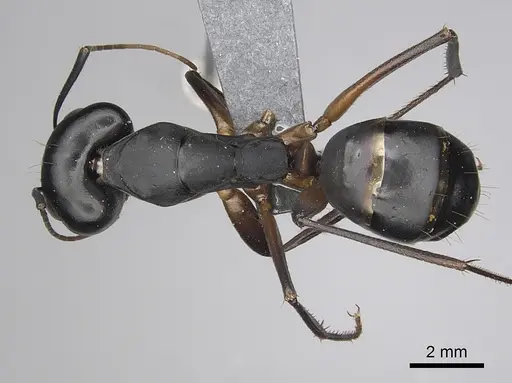 Camponotus xerxes - CASENT0264128