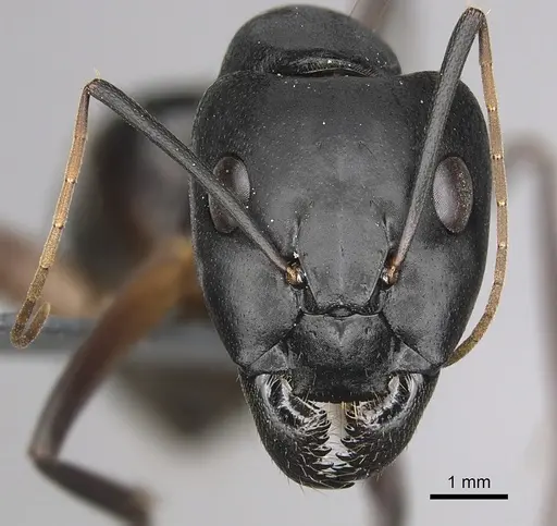 Camponotus xerxes - CASENT0264128