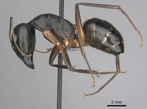 Camponotus xerxes - CASENT0264128