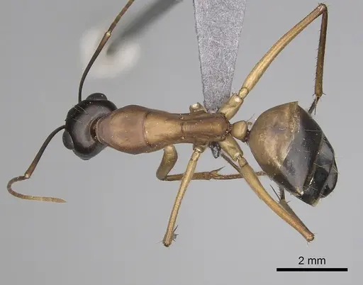 Camponotus xerxes - CASENT0264600